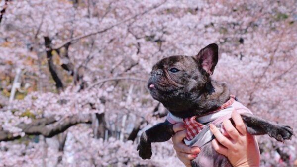 桜の綺麗な檜町公園でお花見🌸🐾